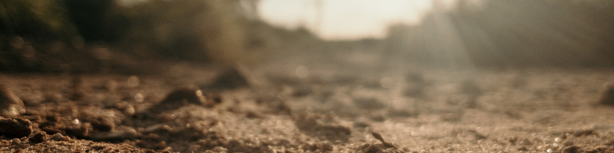 sol soil unsplash 2 head