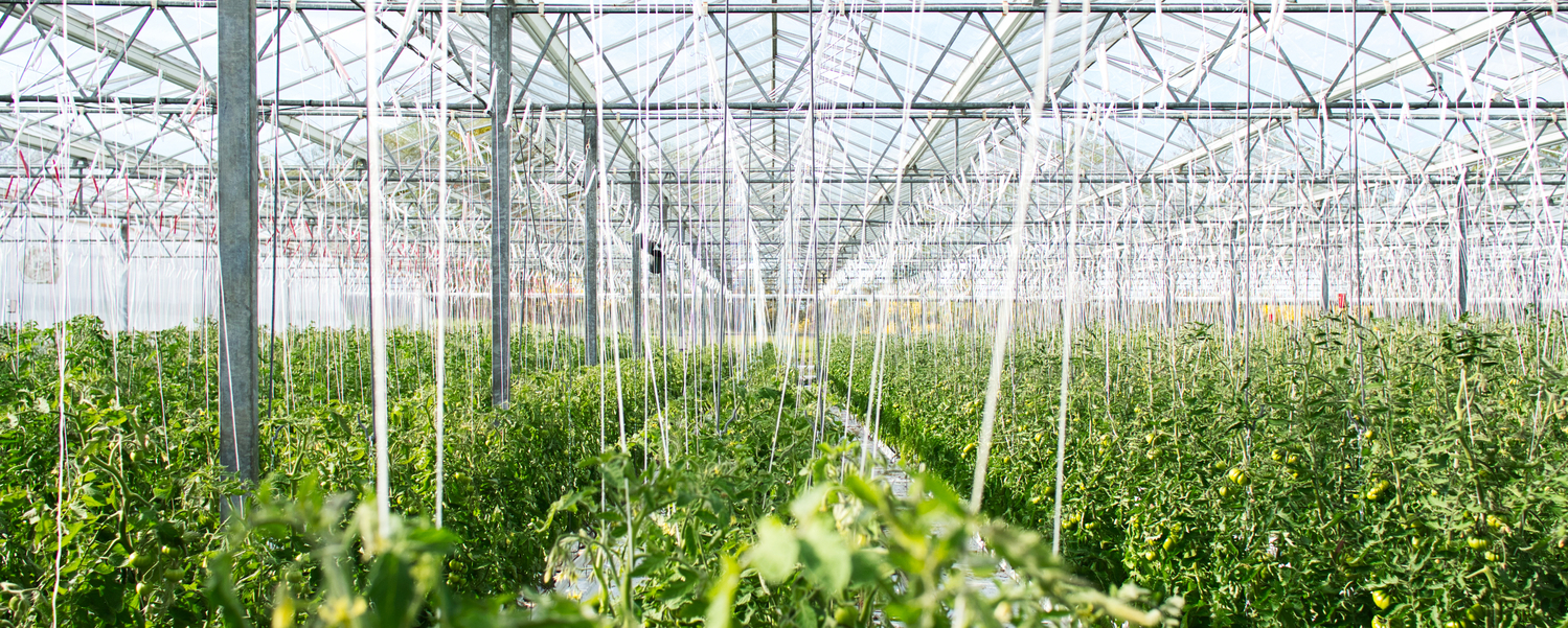 serre tomates crop